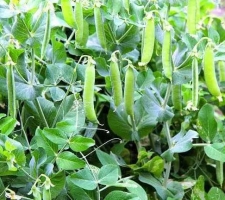 自带清香：荷兰豆(附18种做法)